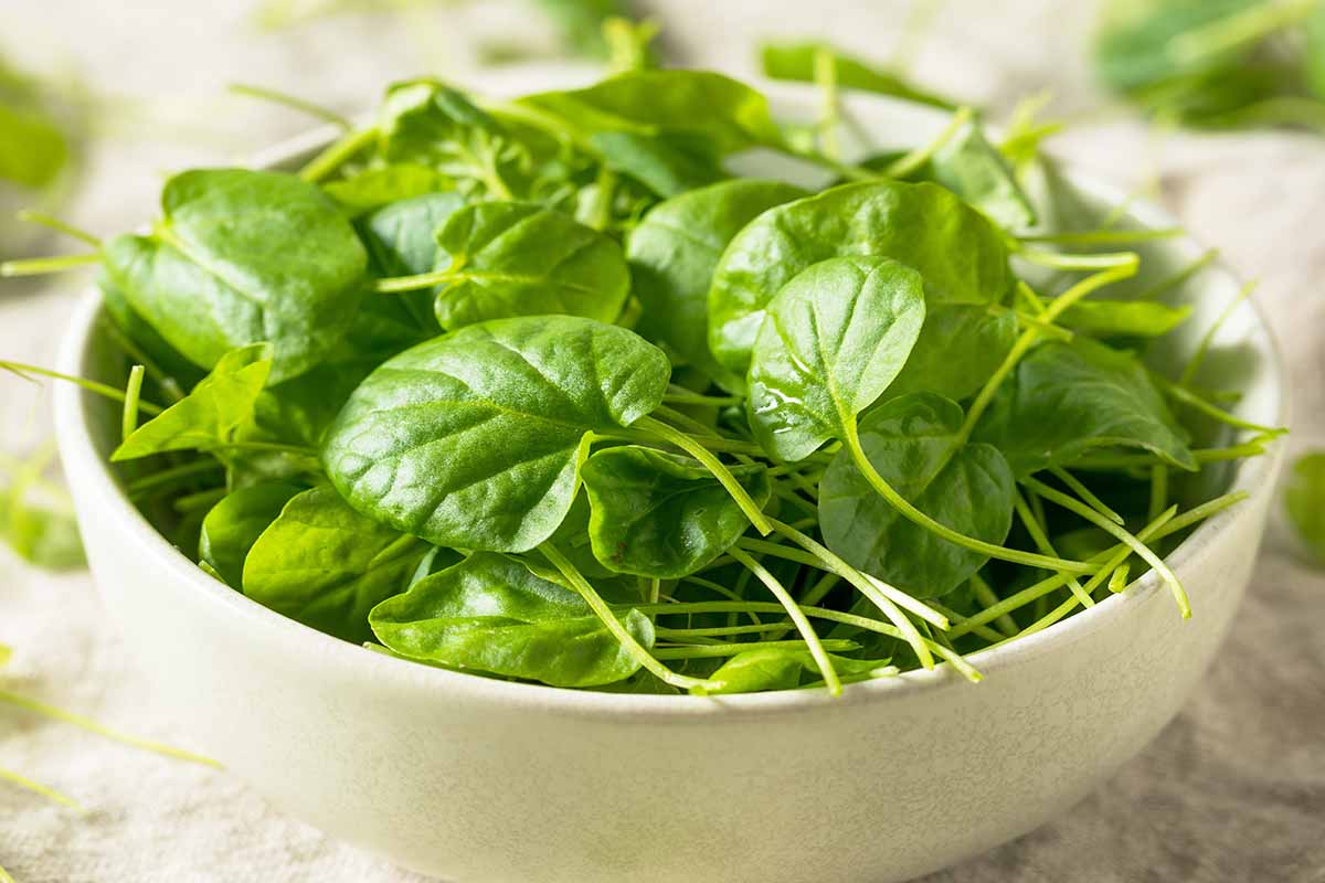 A horizontal photo of a natural colored bowel filled with bright green freshly harvested watercress leaves.