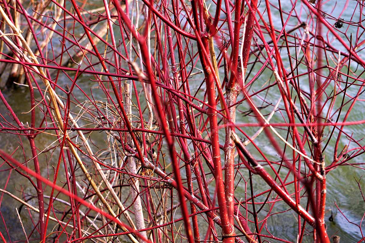 A close up horizontal image of red twig dogwood growing in the garden next to a pond.