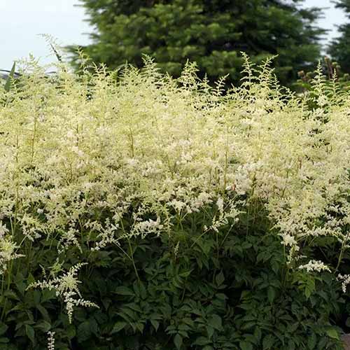 A square image of 'Bridal Veil' astilbe growing in the garden.