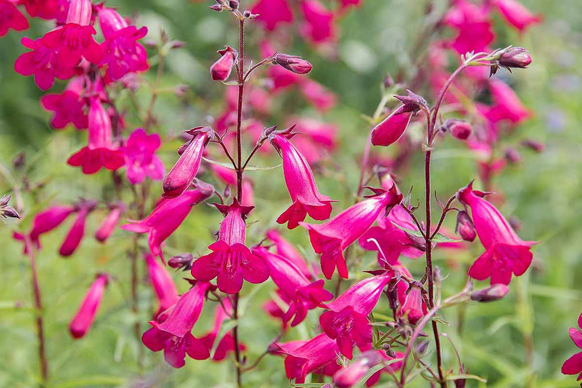A horizontal photo of a field of bright pink penstemon flowers.