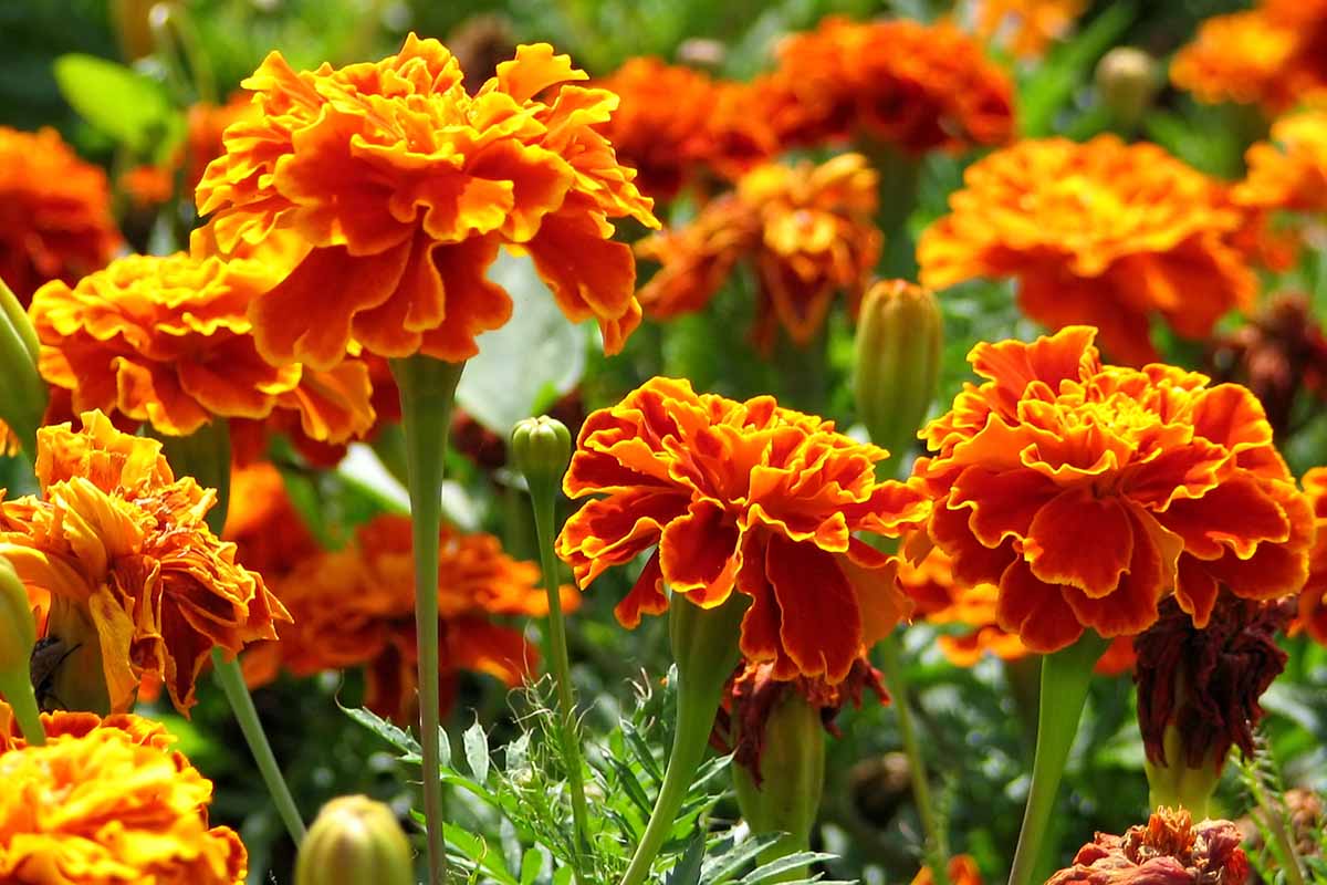 A close up horizontal image of bright red and orange French marigolds growing in the garden, pictured in light sunshine.