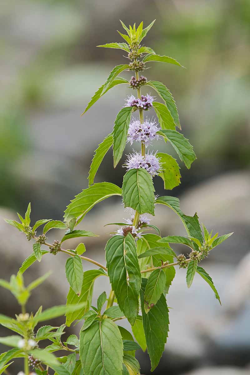 A close up vertical image of the flowers and foliage of Mentha canadensis aka wild mint pictured on a soft focus background.