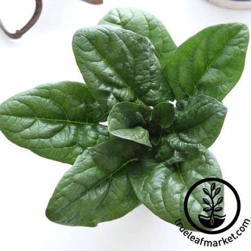 A square product photo of Carmel Spinach.