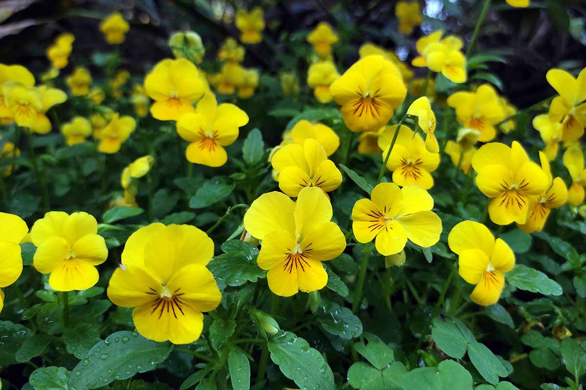 A horizontal photo of a garden of violets in full bloom with yellow flowers.