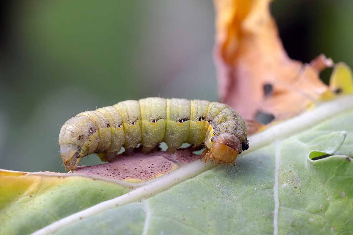 A horizontal image of a large caterpillar munching on a leaf pictured on a soft focus background.