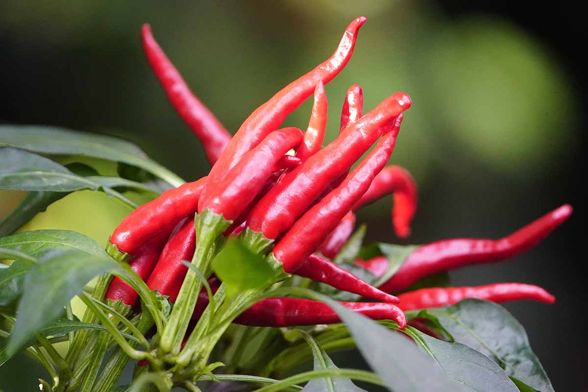 A horizontal photo of a cluster of cayenne peppers on a plant ready to be harvested.