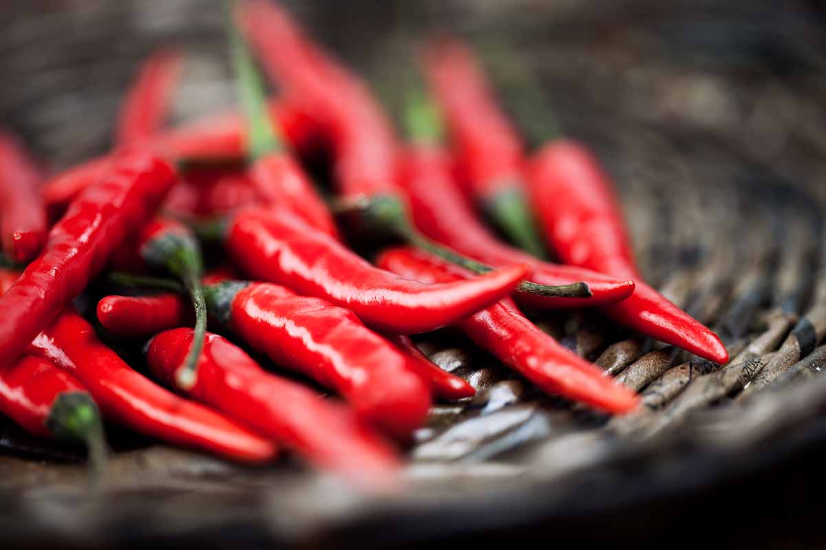A horizontal photo of a bunch of cayenne peppers lying in a gray wicker basket.