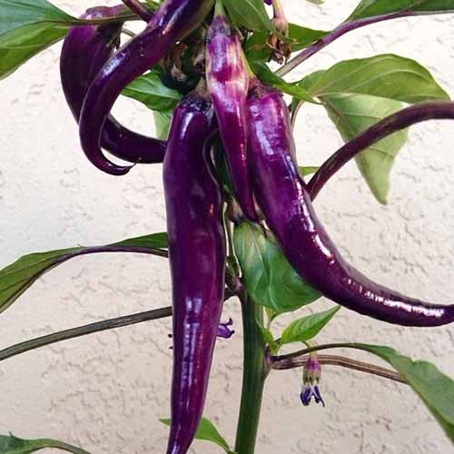 A square product photo of a Cayenne Purple plant with purple chili fruit.