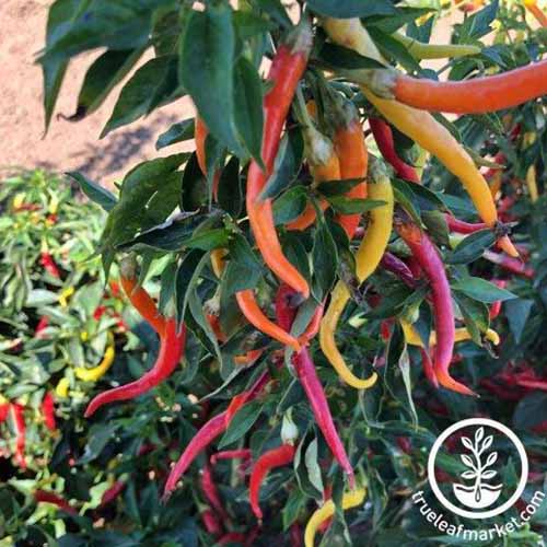 A square product photo of a Cayenne Sweetness plant with many ripe diff erent colored chilis.