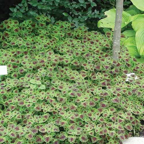 A square image of a carpet of 'Chocolate Drop' coleus growing in the garden.