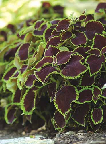 A close up of the foliage of 'Chocolate Mint' coleus plants growing in the garden.