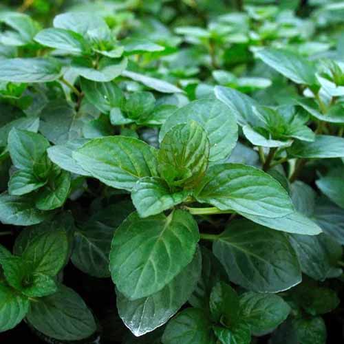 A square image of the dark green leaves of 'Chocolate' mint growing in the garden.