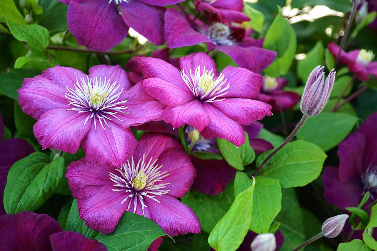 A horizontal close up photo of a clematis with purple blooms.