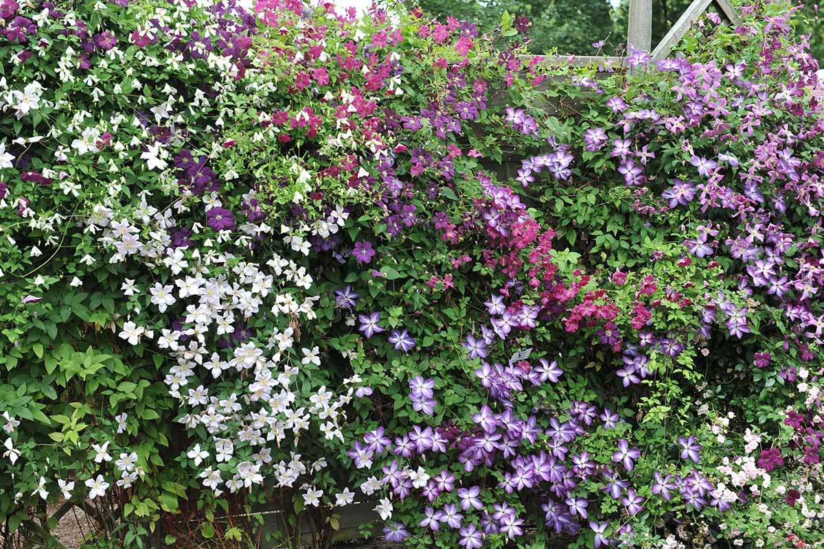 A horizontal photo of a wall covered in small flowered clematis varieties.