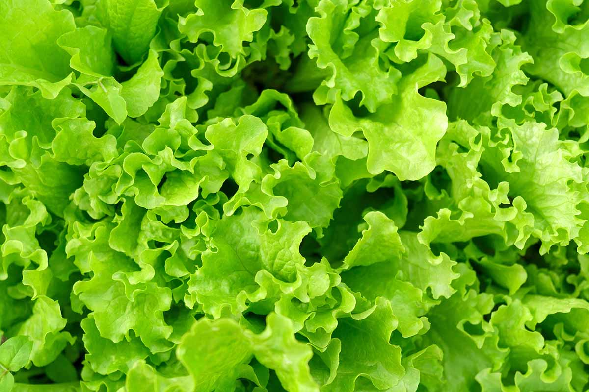 A horizontal close up of the foliage of green leafy vegetables growing in the garden.