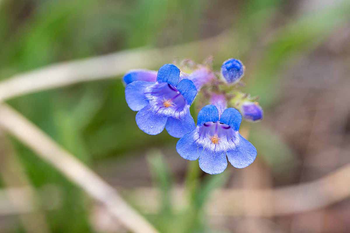 A horizontal close up of a blue penstemon bloom with a blurred background.