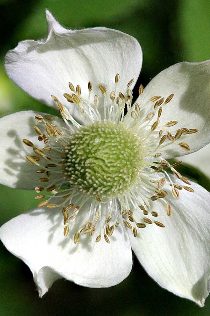 A close up vertical image of a creamy white Anemone virginiana flower pictured in light sunshine on a soft focus background.