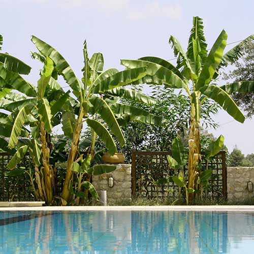 A square image of cold hardy bananas growing by the side of a pool.