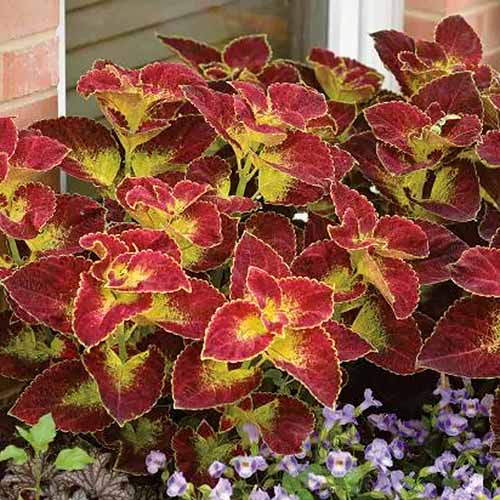 A square image of the foliage of 'Dipt in Wine' coleus growing in a window box.