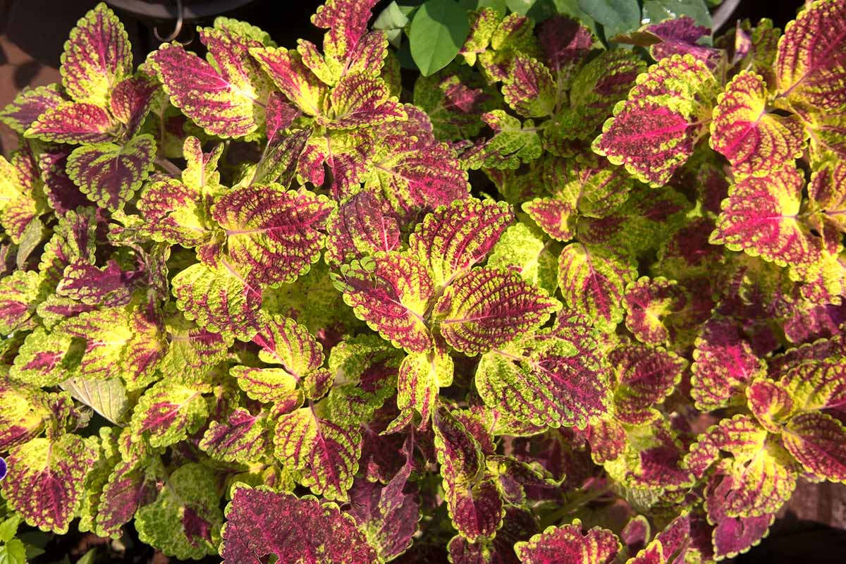 A close up horizontal image of coleus plants growing in the garden.