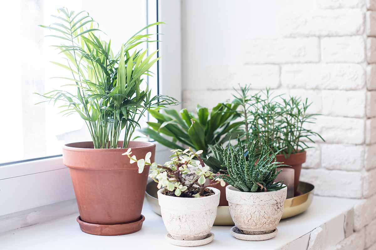 A horizontal image of different houseplants set on a windowsill with a brick wall in the background.