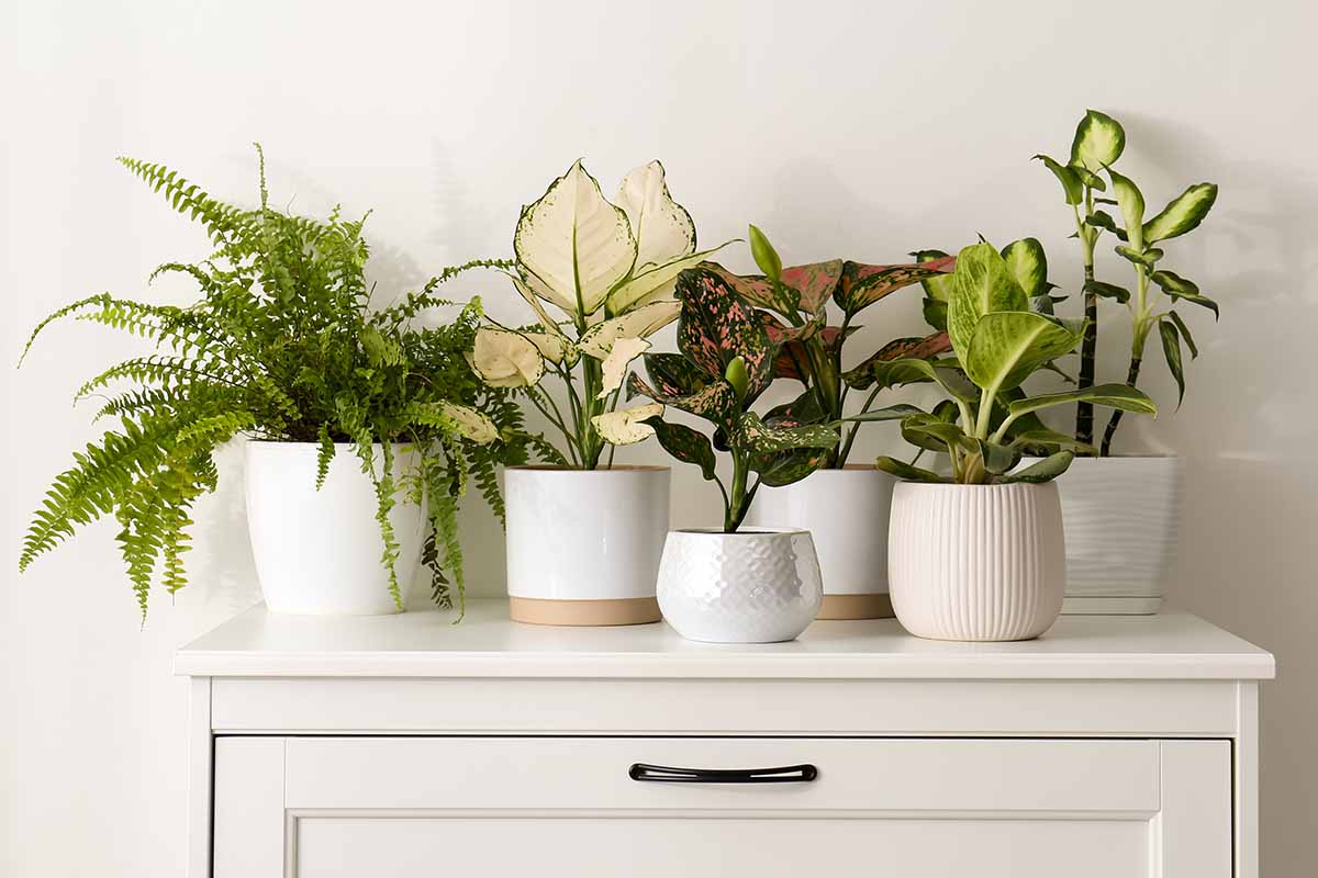 A horizontal image of a collection of potted plants in decorative containers set on a white wooden dresser indoors.
