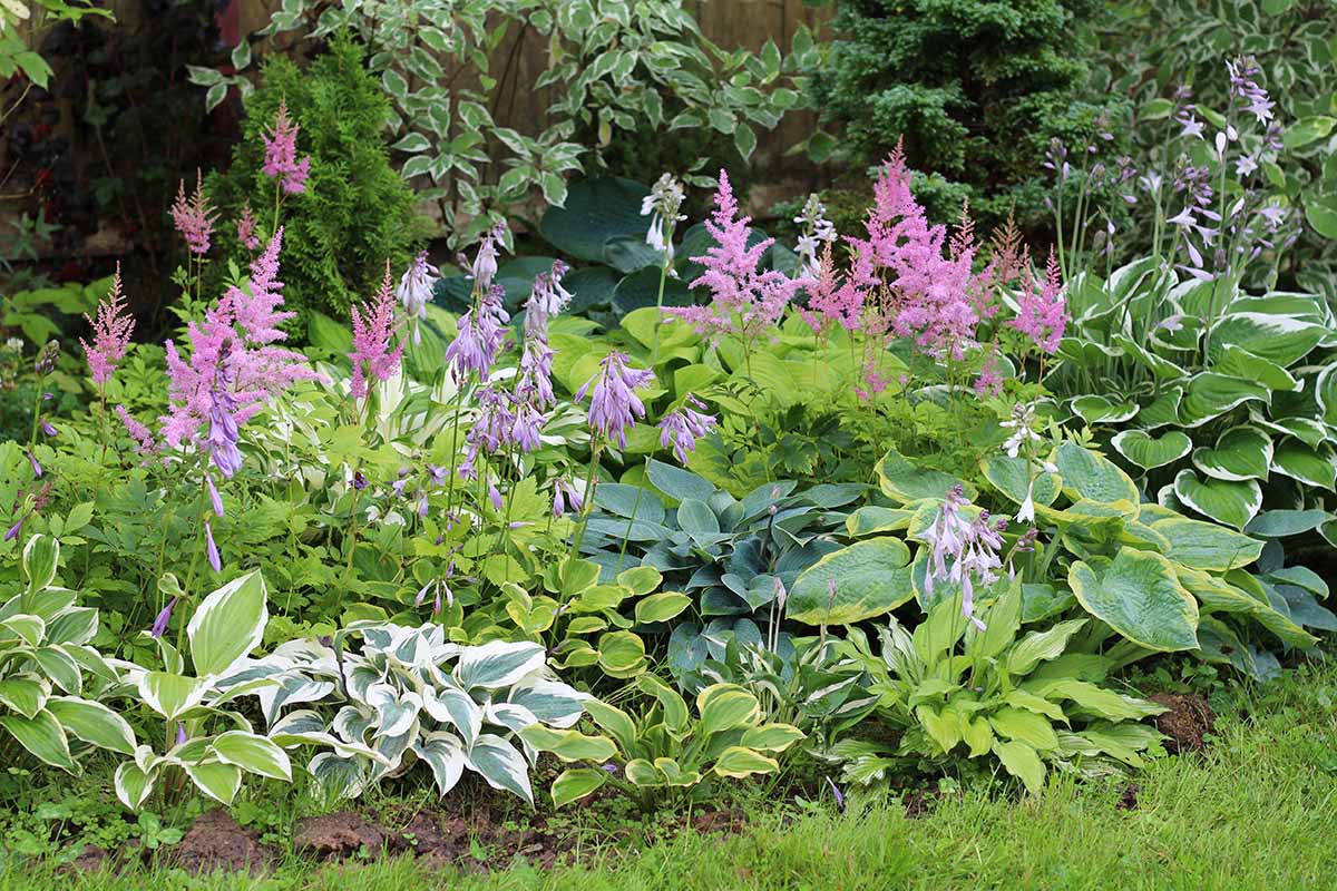a horizontal image of a garden landscape of a shady border with hostas, astilbe and a variety of other perennials.