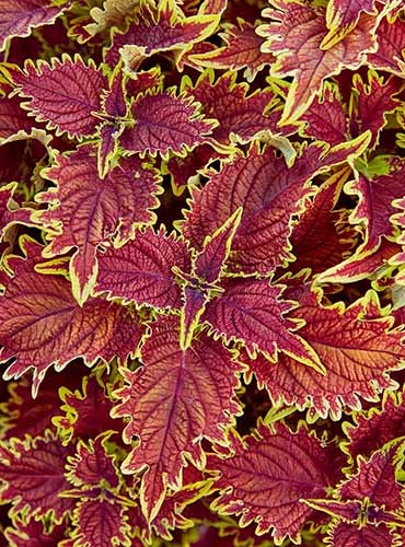 A close up of the foliage of 'Copperhead' coleus growing in the garden.