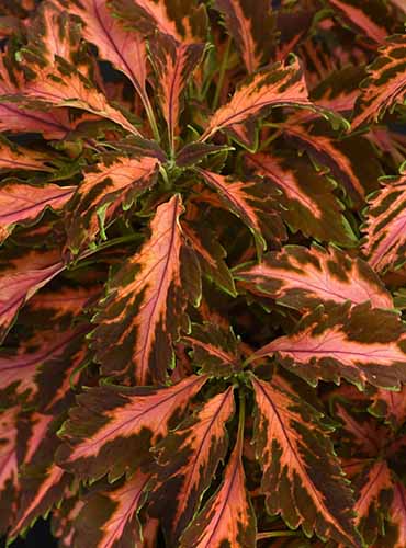A close up of the foliage of 'Coral Candy' coleus growing in the garden.