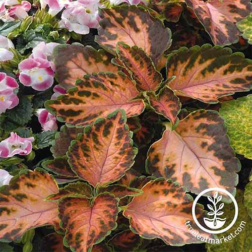 A square image of 'Coral Sunshine' coleus growing in the garden with flowers to the top left of the frame. To the bottom right of the frame is a white circular logo with text.