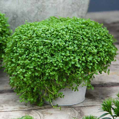 A square image of a potted Corsican mint plant spilling over the side of a container set on a wooden surface.