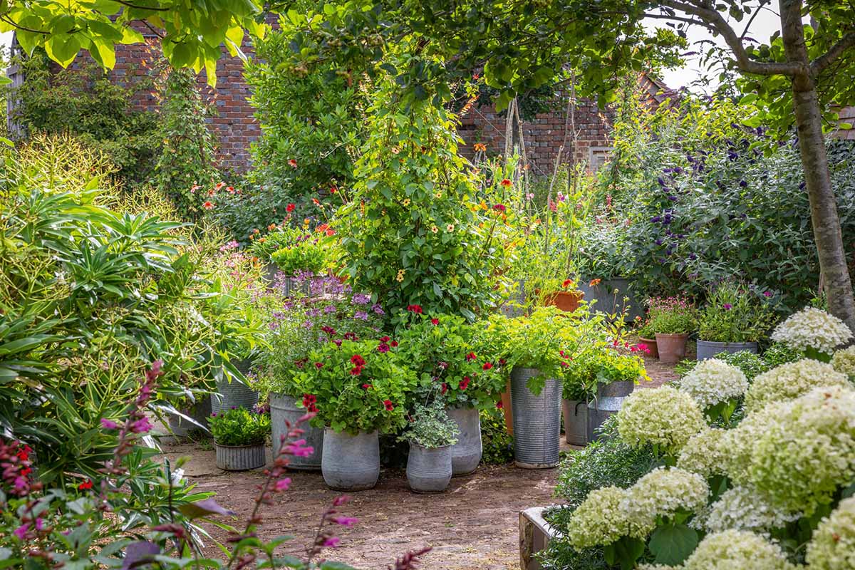 A close up horizontal image of a cottage garden with a variety of different potted flowers and shrubs.