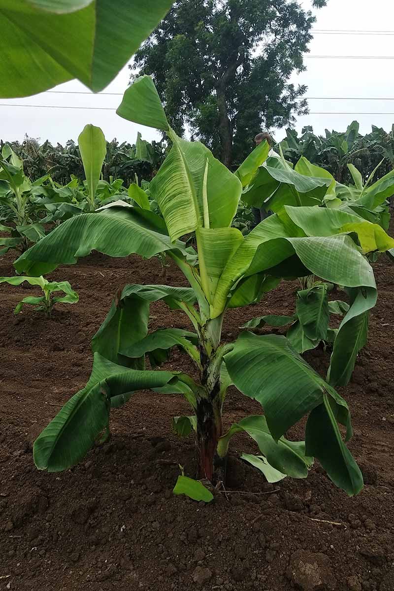 A vertical image of a banana plant suffering from cucumber mosaic virus growing in a plantation.