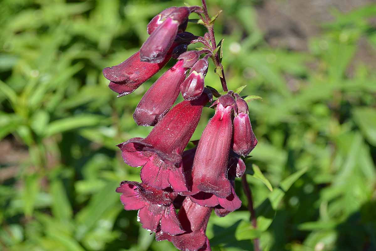 A horizontal shot of a penstemon plant with a stalk of dark purple blooms.