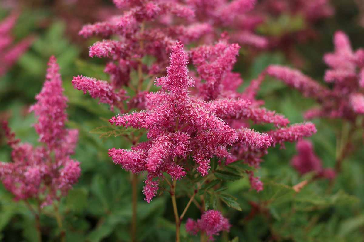 A close up horizontal image of bright pink astilbe flowers growing in the garden pictured on a soft focus background.
