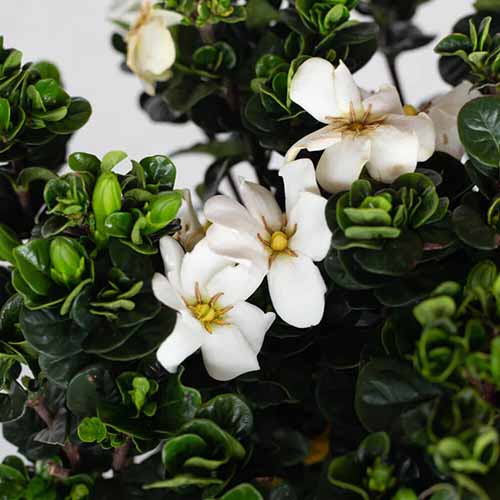 A square product photo of the blooms on a Diamond Spire gardenia shrub.