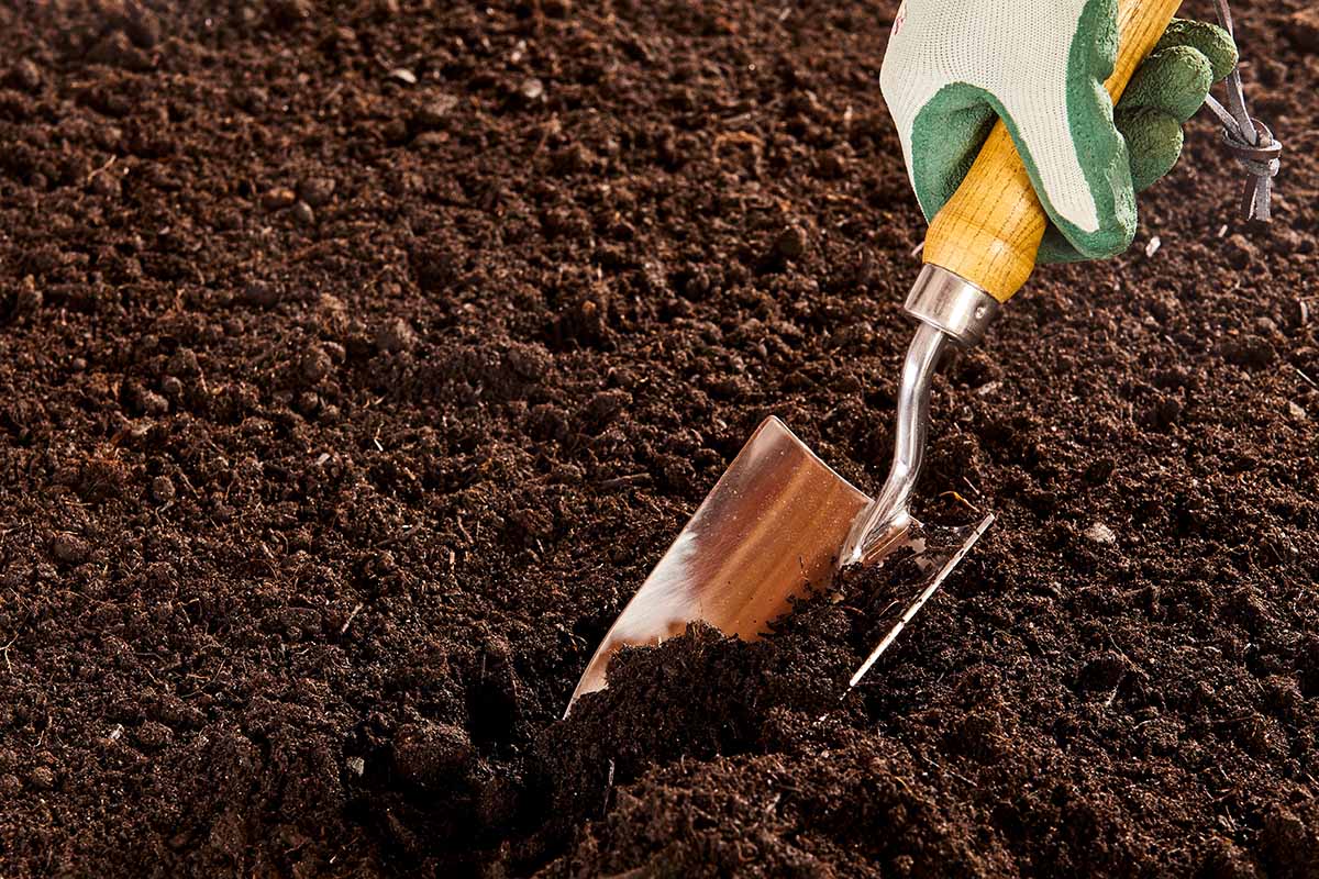 A horizontal photo of a gardener's hand in a glove digging in rich garden soil with a wooden-handled gardening trowel.