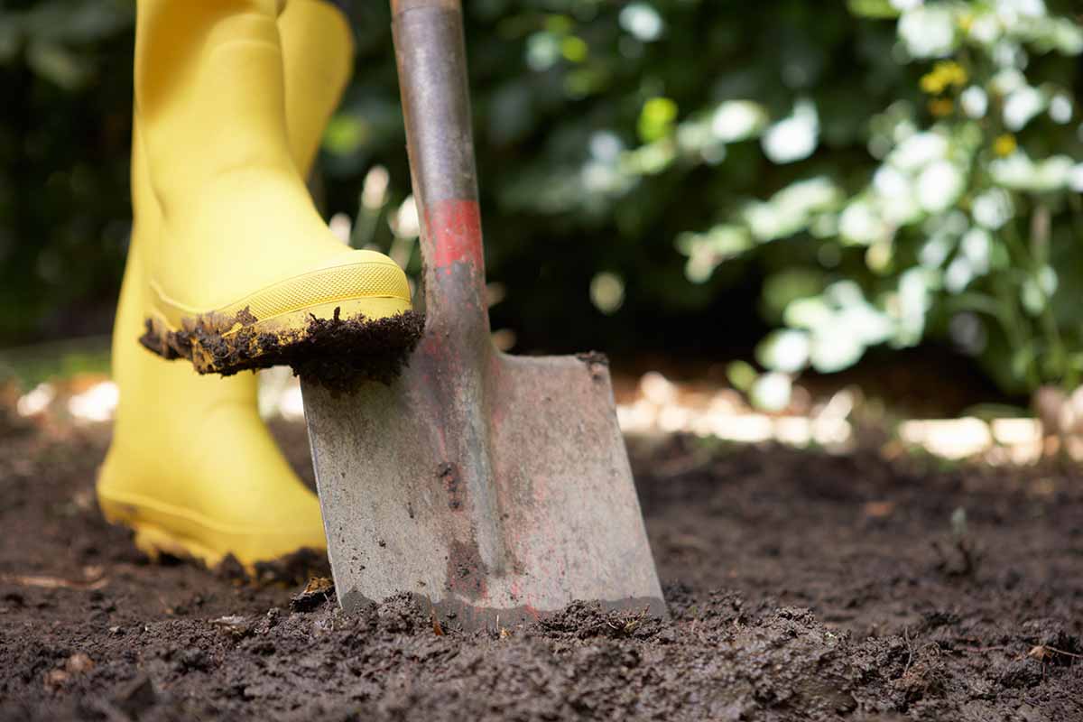 A close up horizontal image of a yellow gumboot pushing a garden spade into dark rich soil.