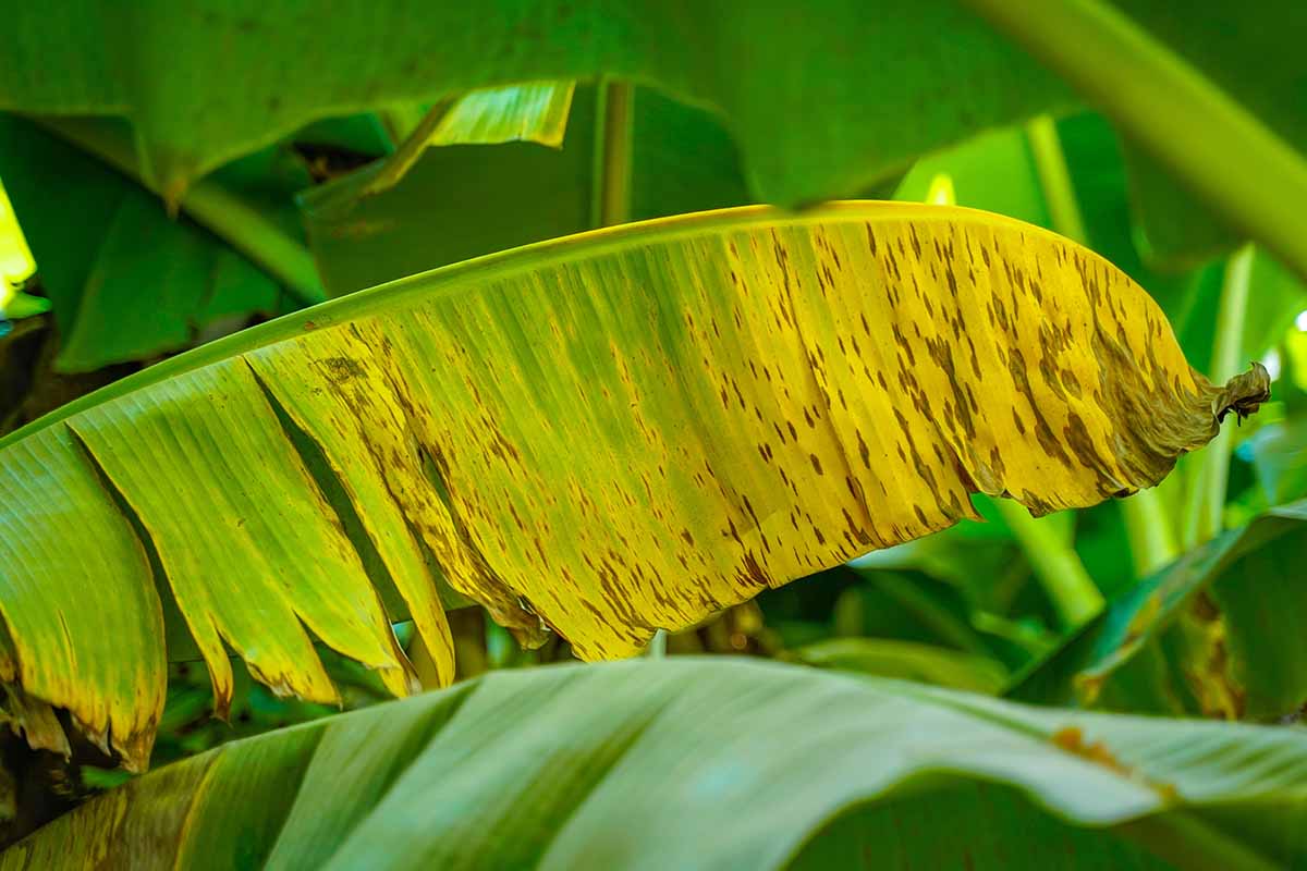 A close up horizontal image of Musa bajoo foliage showing signs of leaf speckle and yellowing.