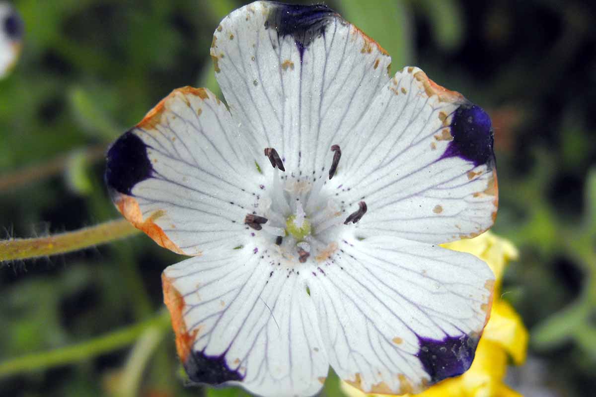 A horizontal close up photo of a five spot flower bloom with diseased petal edges.