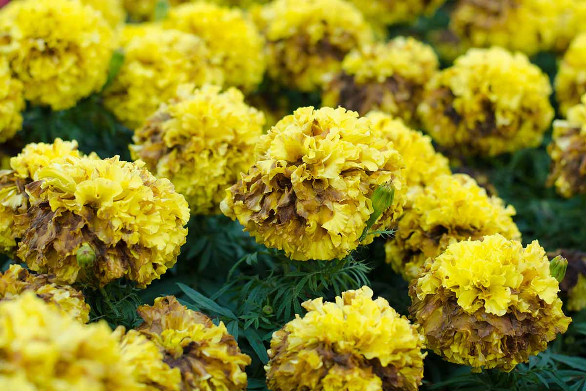 A horizontal image of yellow flowers rotting due to infection by disease.