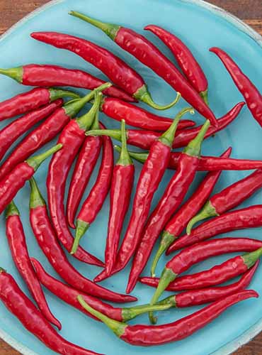 A vertical product photo of 'Dragon' chilis on a turquoise plate.