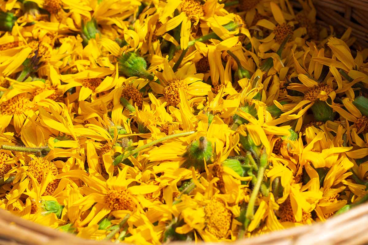 A close up horizontal image of yellow arnica flowers freshly picked and set in a bowl.