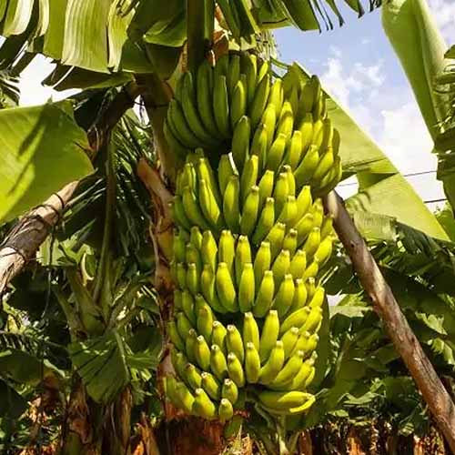 A square image of a large bunch of dwarf Cavendish bananas ripening on the plant.