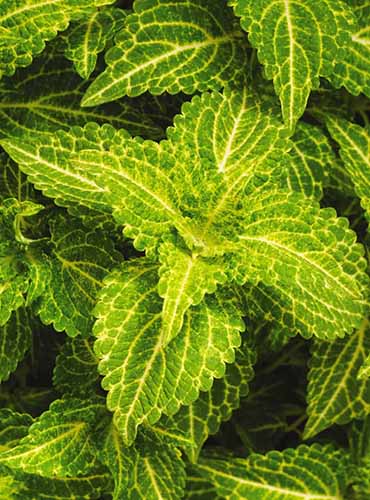 A close up of the foliage of 'Electric Lime' coleus growing in the garden.