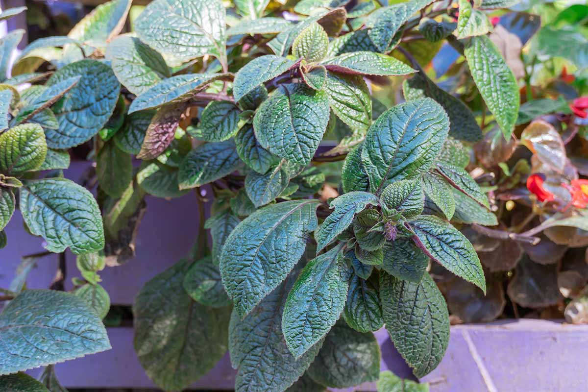 A close up horizontal image of 'Mitcham' English mint growing in containers outdoors.