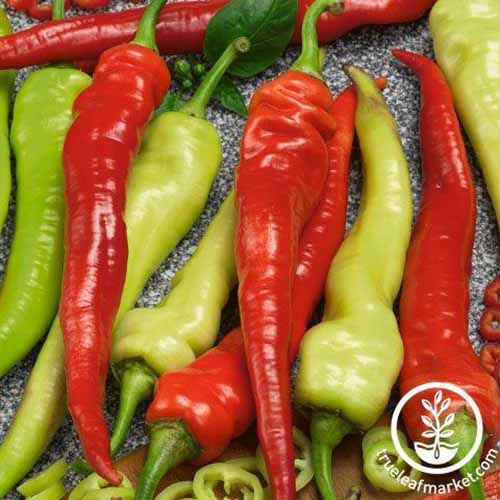 A square product photo of some Espana Cayenne light green and red chilis.