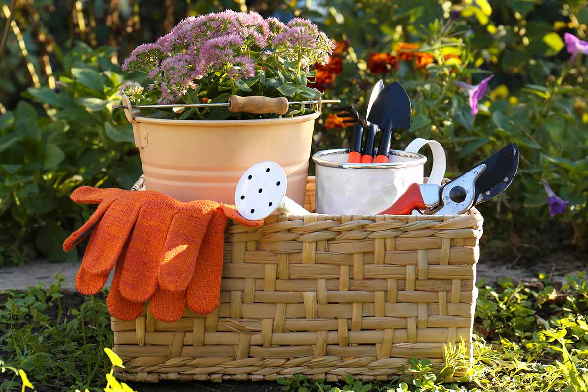 A close up horizontal image of a basket with a watering can and a bunch of essential gardening tools set on the ground outside in light sunshine.