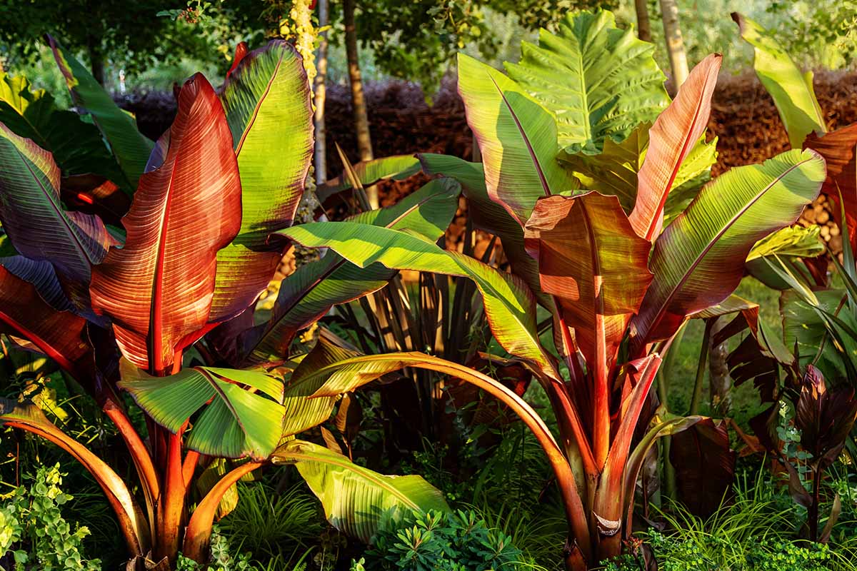 A close up horizontal image of Ensete ventricosum plants growing in a tropical garden pictured in light sunshine.