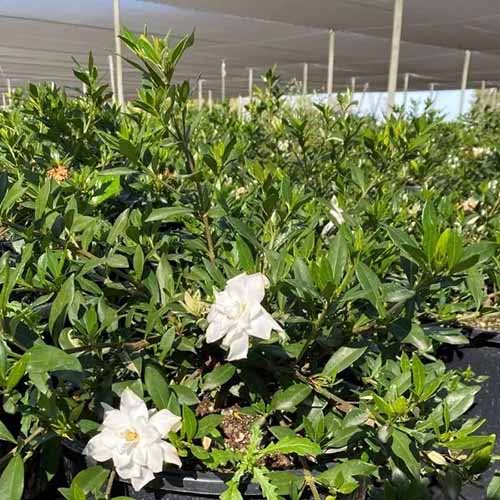 A square product photo of an Everblooming gardenia shrub.